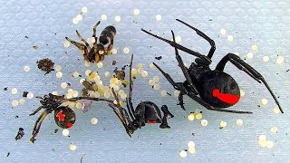 Redback Spiders Sunday Non Chemical BBQ Pest Control In Australia