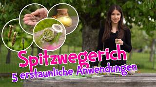 Die erstaunlichen Heilkräfte von Spitzwegerich 💚 5 überraschende Anwendungen #wildkräuter  #garten