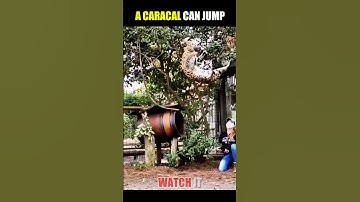 Carcale Beat Everyone in Jumping!  #shorts #shortvideo #animals #jump