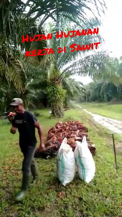 Nasib kerja dikebun sawit biar hujan tetap kerja