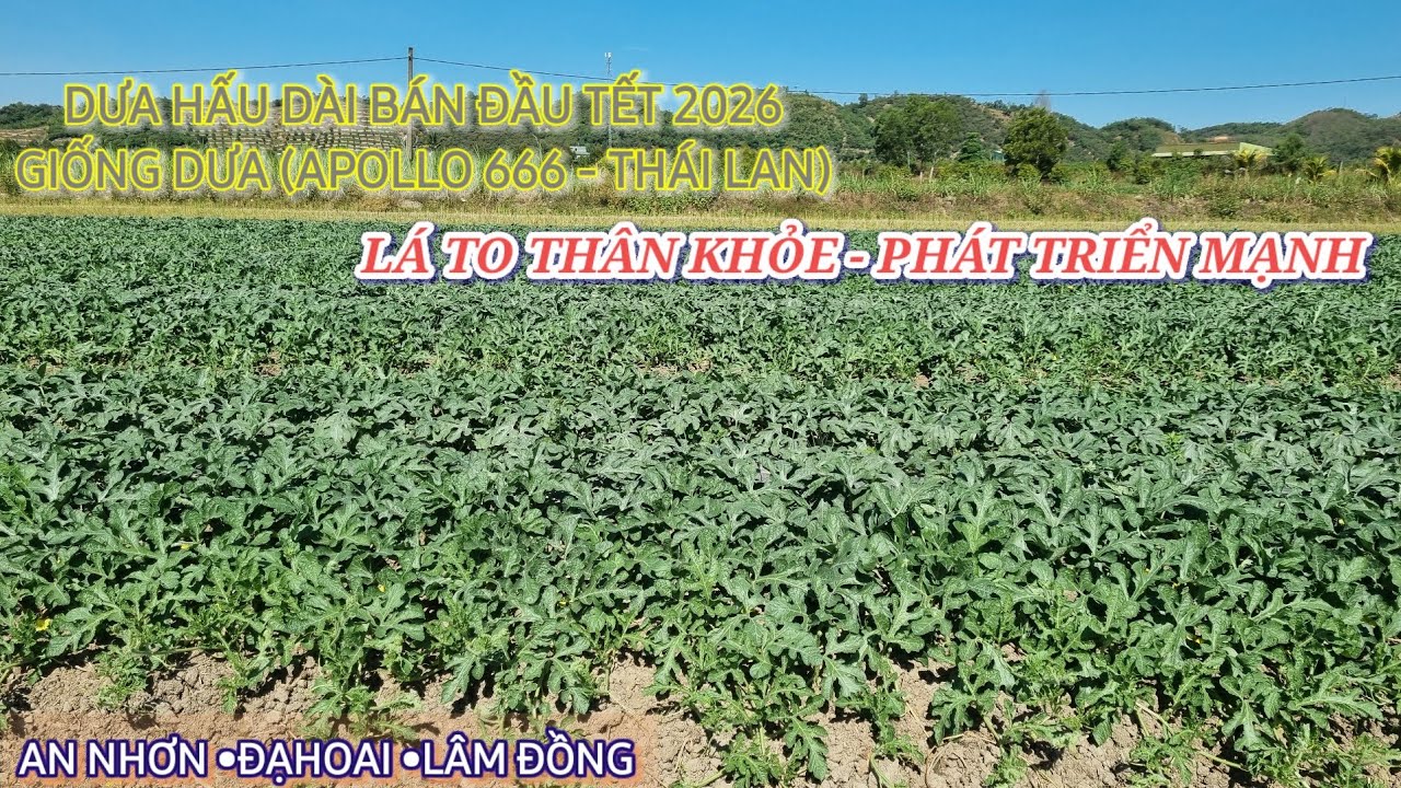 THAM KHẢO MẪU DƯA HẤU BÁN TẾT 2026 ĐẦU XUÂN BÍNH NGỌ - GIỐNG DƯA DÀI (APOLLO 666 - THÁI)