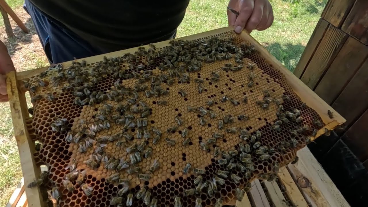 648. Čo s odložencami - aké sú možnosti