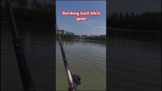 Download Lagu spot bandeng terbaru Demak#fishing #mancing #ladyangler #viralvideo #video #viralshorts  #trending MP3