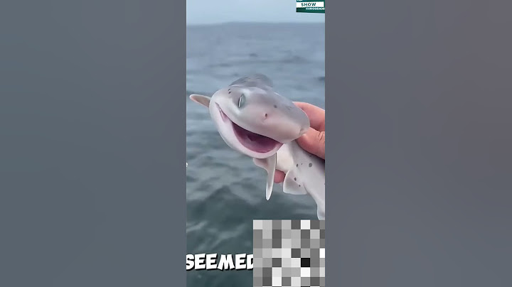 Tubarão sorir ao pescador! Falso ou Real? A Verdade por Trás do Vídeo Viral"