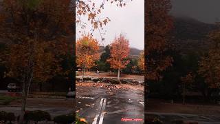 Rainy day in California #shortsviral #trendingshorts #ytshorts #yt #shorts #nature #rain #fallcolors