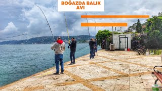 Boğazda istavrit avı - olta ile balık avı - yeni 2023 by Boğazın Çocukları 967 views 1 year ago 17 minutes