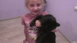 сибирские котята питомник Spark Heart сибирские котята питомник Spark Heart