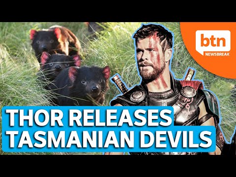 After 3 000 Years The Tasmanian Devil Is Back On Mainland Australia Youtube