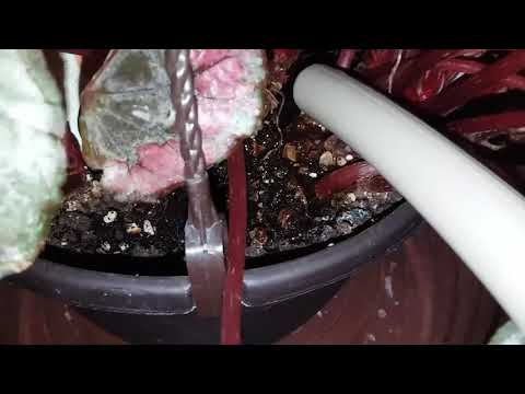 How to Water the Rex Begonia Plant For Healthy Leaves - Epi 2