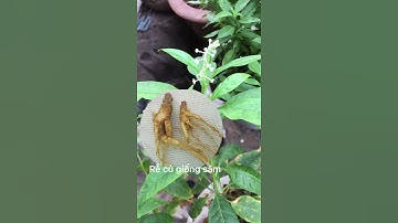 Thương lục - cây có độc, rễ củ giả sâm, chú ý tránh nhầm lẫn