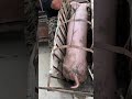 Pig Farmer Safely Loading Pigs into a Truck | Educational Purpose Only