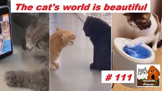 Favorite Friends #111 / The cat's world is beautiful