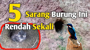 SARANG 5 JENIS BURUNG INI BERADA DI ATAS TANAH, SEBGIAN BIKIN MELONGO