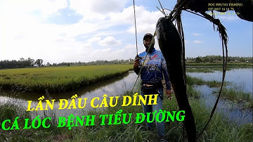 Câu Cá Lóc Bằng Mồi Giả Frog Toon V4 Và cá sắt Bướm -  Pou Phung Fishing
