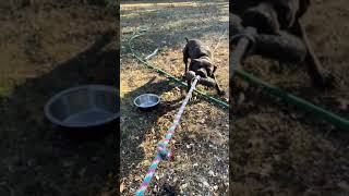 Heavy Eli Bolio Miss Spike Butcherboy Cross