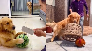 Doudou and Maomao cooperated well and beat up the bad old man😂❤️#聪明旺豆豆 #金毛豆豆 #金毛寻回犬 Golden retriever