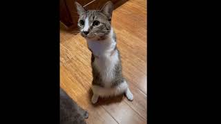 The most adorable handicats #catsoftiktok  #foryou #shorts#foryoupage #share by Pet House 17 views 2 years ago 21 seconds