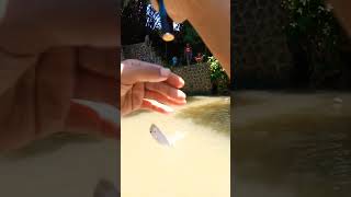 strike yang singkat... efek telat on camera. #mancing #microfhising #fishing #shorts #fypシ