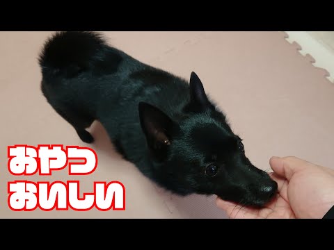 【スキッパーキ クー】たくさんのボーロを食べるクーさん