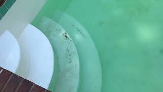 Pool painting top 2 feet With Chlorinated Rubber, May 2024 by NowAFix MKN Garage mknMike 19 views 7 days ago 2 minutes, 55 seconds
