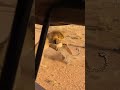 LEOPARD ATTACK! LION DEFENDS IN RAGE! #चीता_हमला #शेर_विरुद्ध_चीता #सवाना_अराजकता #व्याघ्र_संघर्ष