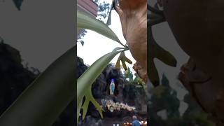 #walkaround #ziarek GMKA Gua Maria Kerep  Ambarawa