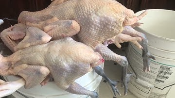 Mus yuav ob peb tug qaib los noj.