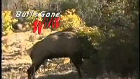 MossBack Bulls Gone Wild Volume 3 Trailer