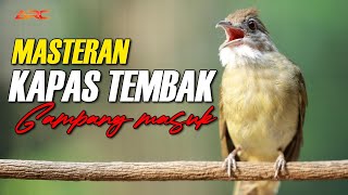 KAPAS TEMBAK GACOR MATERI GAMPANGMASUK DAN DITIRU | SHAMA BIRD