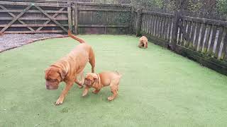 Mum and Puppies playing. Dogue de Bordeaux Puppies.