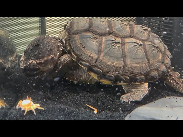 Turtles Line Up For A Scrub When They Notice Lady Has A Brush - The Dodo