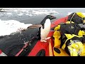 Adelie penguin drops by antarctic research dinghy