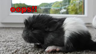 Oops! What To Do If You Have A Surprise Baby Chinchilla?