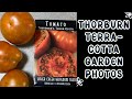 Thorburns terra cotta tomato garden photos gardenphotography garden tomato