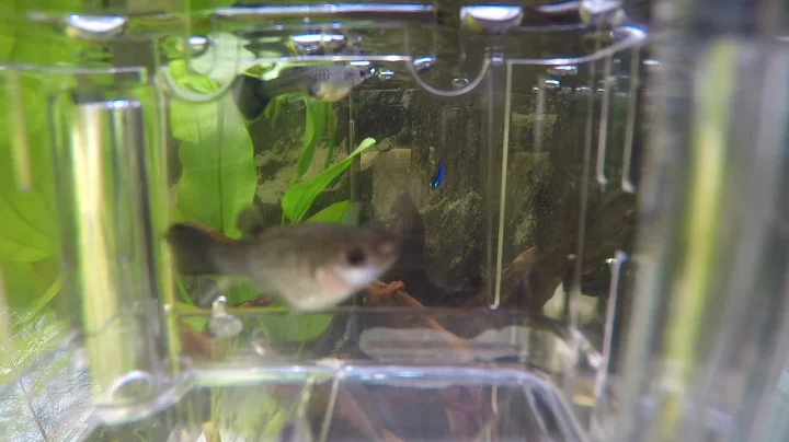 2022 First born guppy.