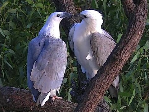 Sea-EagleCAM4 Live Stream