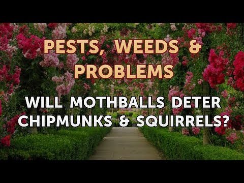 Vídeo: As bolas de naftalina detêm os esquilos terrestres?