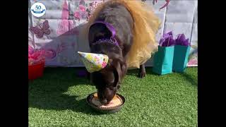 Queenies Birthday! by Holiday Barn Pet Resorts 41 views 1 year ago 50 seconds