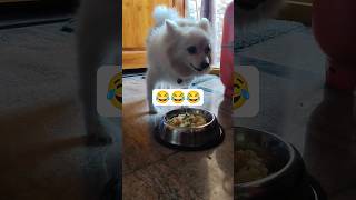 Lunch time vachindhi😋#comedy #trending #funny #videos #dogs #bestfeed #subscribe #pets #amma #snoopy