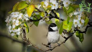 Голоса птиц Как поёт Пухляк, или буроголовая гаичка (Parus montanus)
