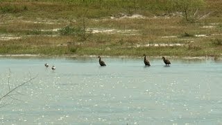 May Is Wetlands Month