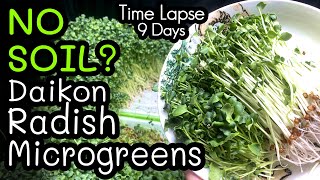 How to Grow Microgreens Without Soil - Daikon Radish Microgreens Time Lapse