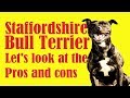 Five reasons why the Staffordshire Bull Terrier does not suit you