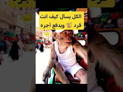 كل يسالني كيف انت قرد ويدفع أجره بس سوق التك توك طلع من المتابعين ووصلني ببلاش قرود أبها قرود