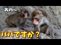 【パンチくん🐵】あちゃ〜本物父かも⁉️雄猿がやたらパンチを甘えさせてる♡初めてみる光景だよ‥