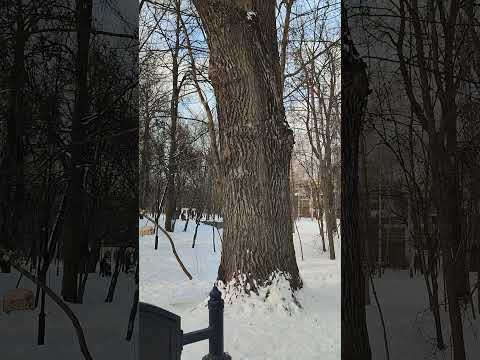 дуб, которому 400 лет. как посчитали?! #дуб #дубы #москва #вранье #парк #деревья #усадьба