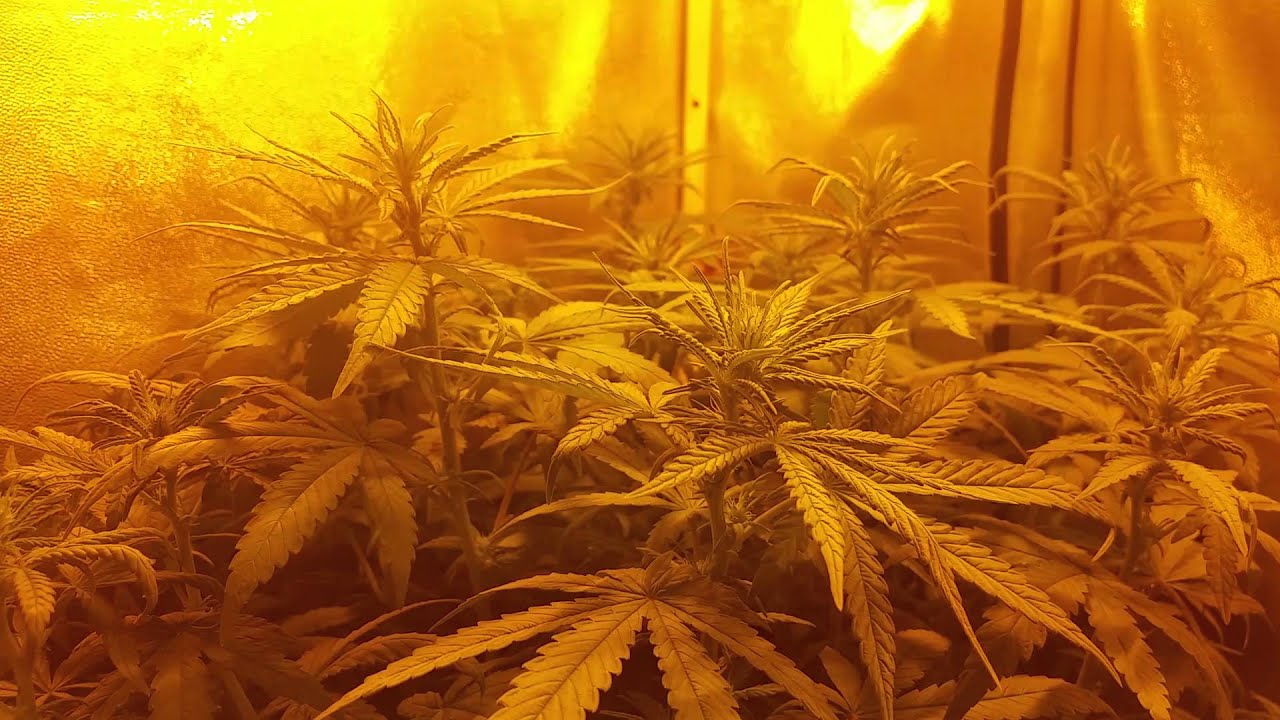 Chocolope week 1 of flower