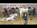 Khubsurat ghore horse khandani ghore bakri ka bacha  isha village vlogs