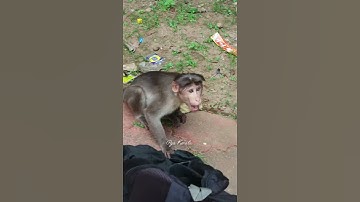The monkey won