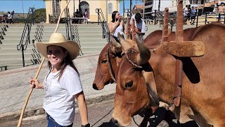 Woman Career Ox Cart Meeting Areado Mg